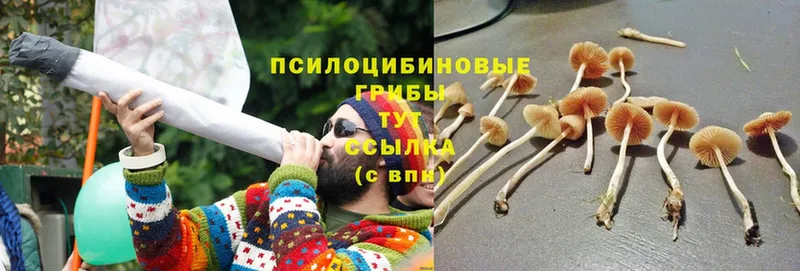 Псилоцибиновые грибы Cubensis  цена   ссылка на мегу рабочий сайт  Краснокаменск 